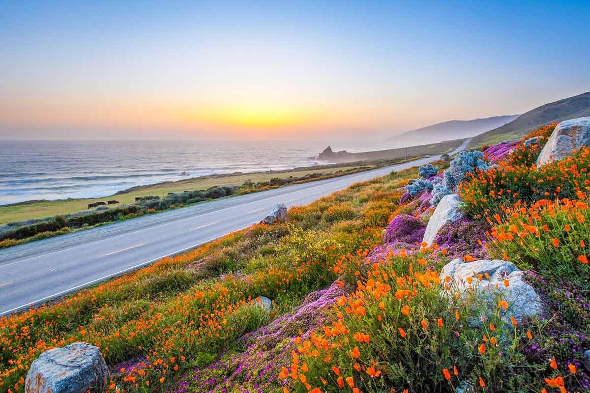 Wild flowers along Big Sur California coastline at sunset
